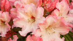 Fond d'écran gratuit de Fleurs - Fleurs Mix numéro 62796